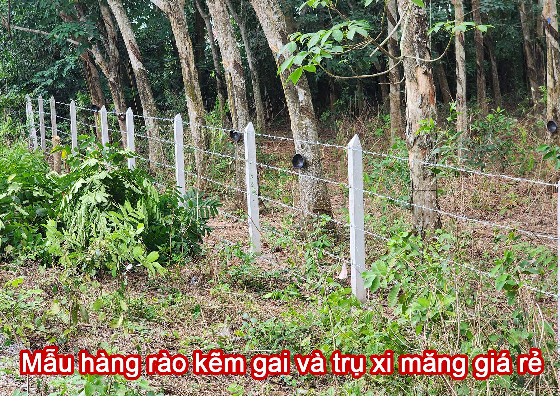 Mẫu hàng rào kẽm gai và trụ xi măng giá rẻ.jpg (693 KB)