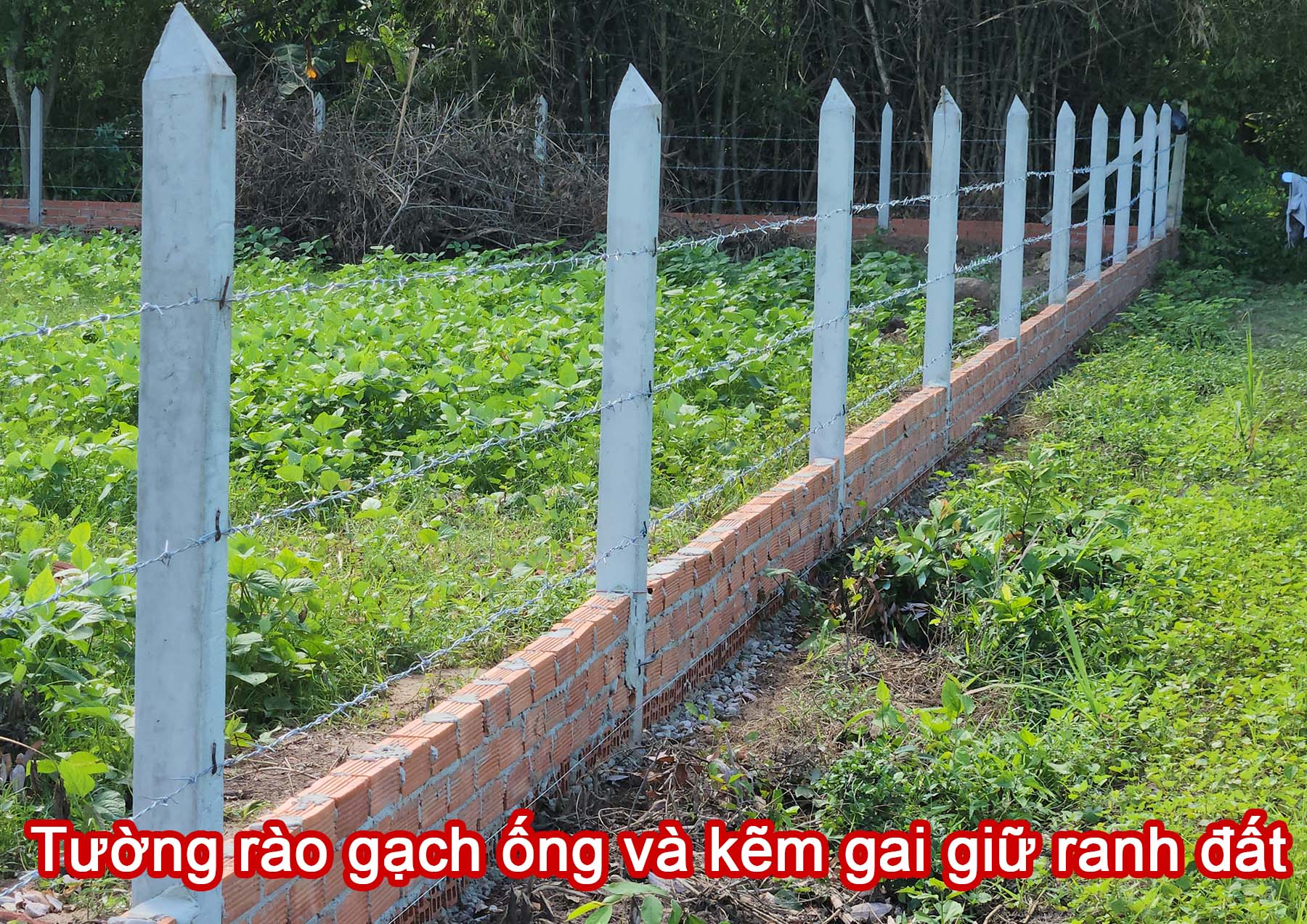 Tường rào gạch ống và kẽm gai giữ ranh đất.jpg (580 KB)
